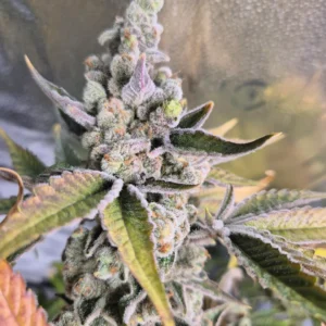 BLUE BERRY – Fotoperiodo – TRIKOMA SEEDS