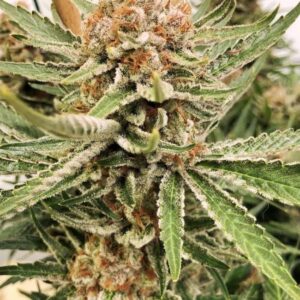 BOCA NEGRA – Fotoperiodo – TRIKOMA SEEDS