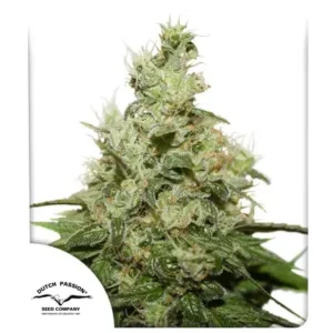 CBD Kush® – Foto.Feminizada – Pack com 3 Unidades – Dutch Passion