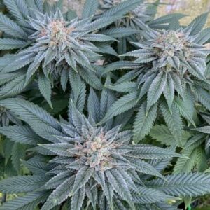 COOKIES – Fotoperiodo – PYRAMID SEED'S