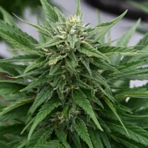 SOUR DIESEL CBD - Fotoperíodo Feminizada - LatitudSurSeeds