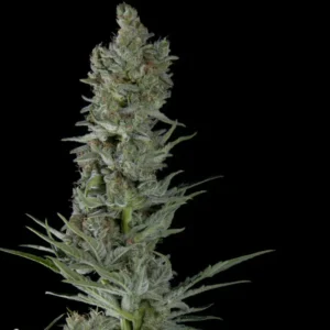 CRITICAL PLUS – Automatica – TRIKOMA SEEDS