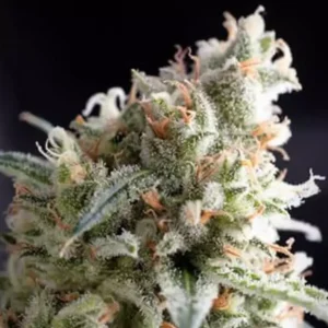 DO SI DOS – Automatica – PYRAMID SEED’S