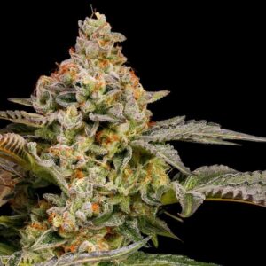BLACK DOMINA  – Fotoperiodo " FAST VERSION – TRIKOMA SEEDS