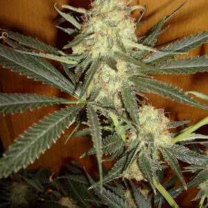 GALAXY – Automatica – PYRAMID SEED’S