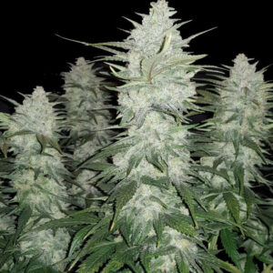 GELATO – Automatica – PYRAMID SEED’S