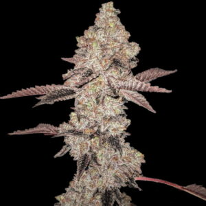 GELATO – Fotoperiodo – PYRAMID SEED’S