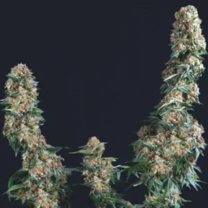 GORILLA – USA – Fotoperiodo – TRIKOMA SEEDS