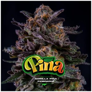 Gorilla Piña - Foto.Feminizada - BSF - Pack com 4 unidades