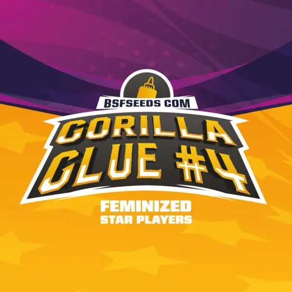 Gorilla Glue #4 - Feminizada - BSF - Pack com 4 UNIDADES - Imagem 2