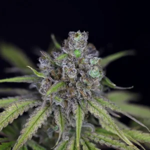 CRITICAL PURPLE - Automatica  - LatitudSurSeeds