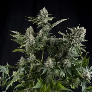 WHITE WIDOW – Fotoperiodo – PYRAMID SEED’S