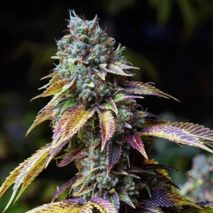 RISAS KUSH - Fotoperíodo Feminizada  - LatitudSurSeeds