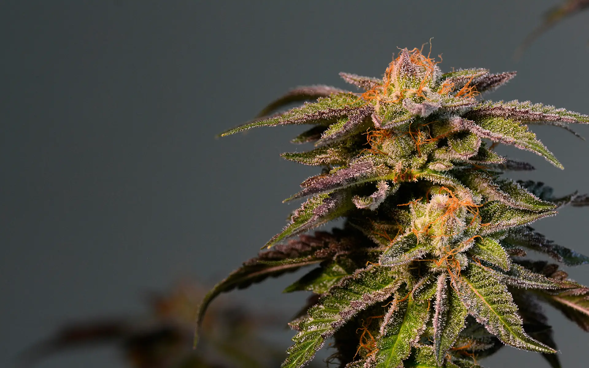 RISAS KUSH - Fotoperíodo Feminizada - LatitudSurSeeds - Imagem 3