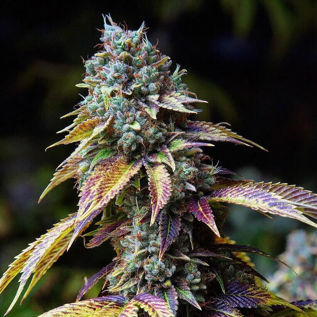 RISAS KUSH - Fotoperíodo Feminizada - LatitudSurSeeds