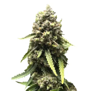 Lemon Haze – Automática – Pack com 3 Unidades – Santa Semente