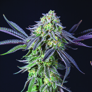 Limonada de Mango – Foto.Feminizada – Pack com 5 Unidades – Black Tuna