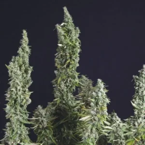 NICOLE OG KUSH – Fotoperiodo – TRIKOMA SEEDS