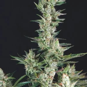OG CONFIDENTIAL – Fotoperiodo – TRIKOMA SEEDS