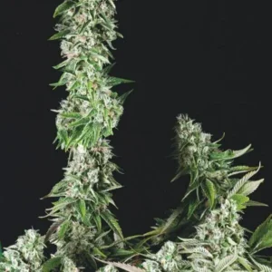 OG DOUBLE KUSH – USA – Fotoperiodo – TRIKOMA SEEDS