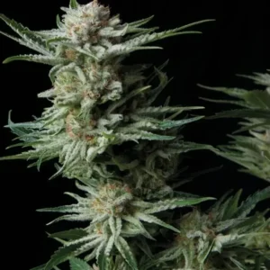 PATAGONIA – Automatica – TRIKOMA SEEDS