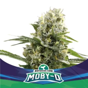 Moby-D XXL - Automatica - BSF - Pack com 4 UNIDADES