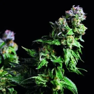 PURPLE URKLE – Fotoperiodo – PYRAMID SEED'S