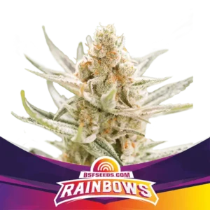 Rainbows - Feminizada - BSF - Pack com 4 UNIDADES