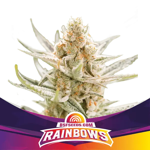 Rainbows - Feminizada - BSF - Pack com 4 UNIDADES