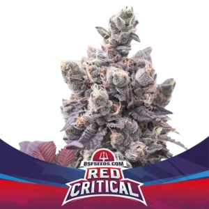 Red Critical  - Automatica - BSF - Pack com 4 UNIDADES