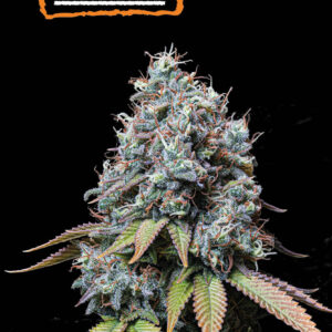 Sour Diesel – Foto.Feminizada – Pack com 3 Unidades – Seedstockers