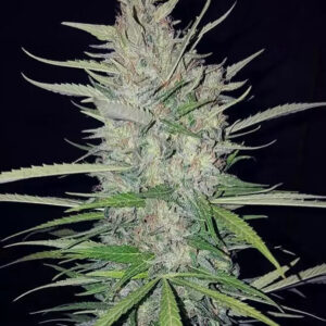 Widow White – Fotoperíodo Feminizada – LatitudSurSeeds