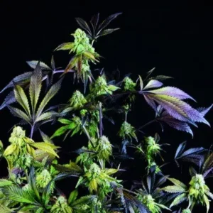 SUNSET SHERBET – Fotoperiodo – PYRAMID SEED'S