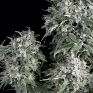 WHITE WIDOW – Fotoperiodo – TRIKOMA SEEDS
