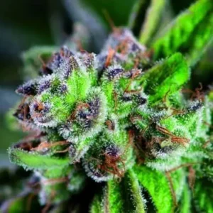 WATERMELON ZKITTLEZ – Fotoperiodo – PYRAMID SEED'S