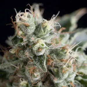 WENDY – Fotoperiodo – TRIKOMA SEEDS