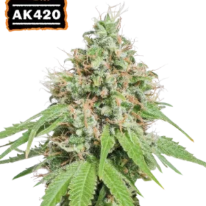 AK420 – Foto.Feminizada – Pack com 3 Unidades – Seedstockers