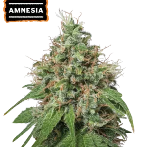 Amnesia – Foto.Feminizada – Pack com 3 Unidades – Seedstockers