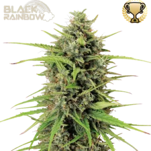 Black Rainbow Seedstockers - Seedstockers