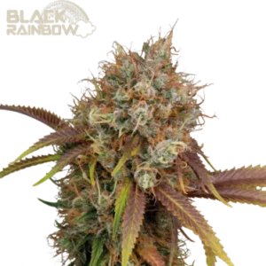 Black Rainbow – Foto.Feminizada – Pack com 3 Unidades – Seedstockers