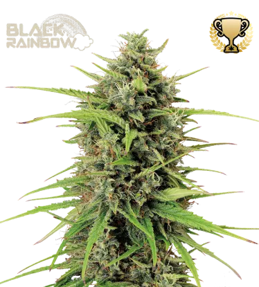Black Rainbow Seedstockers - Seedstockers