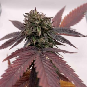 Bubba Kush CBD – Foto.Feminizada – Pack com 3+1 Unidades – Sativa Creations