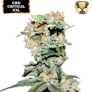 Critical XXL - CBD - Foto.Feminizada – Pack com 3 Unidades – Seedstockers