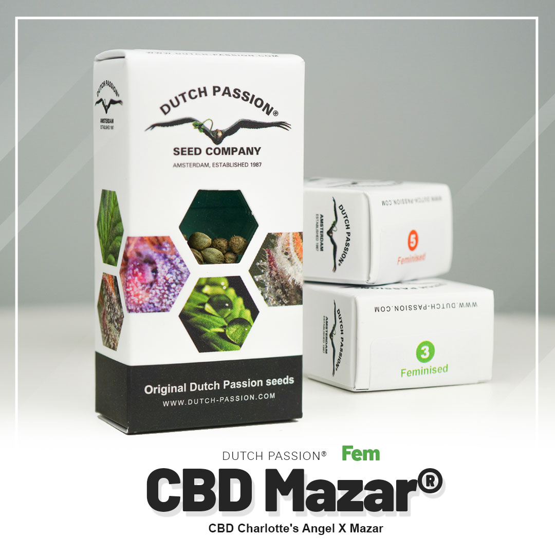 CBD Mazar® – Foto.Feminizada – Pack com 3 Unidades – Dutch Passion