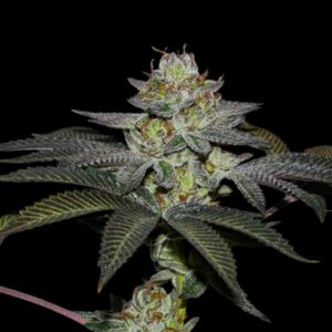 Coco Nutty x Fruity Pebbles OG – Foto.Feminizada – Pack com 3+1 Unidades – Secret File