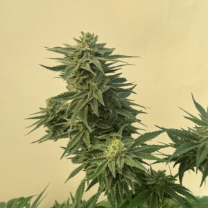Caramelo CBD – Foto.Feminizada – Pack com 3+1 Unidades – Eco Trio Labs
