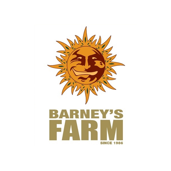 Ayahuasca Purple – Foto.Feminizada – Pack com 3 Unidades – Barney’s Farm - Imagem 4