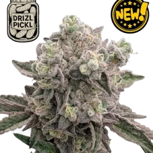 Drizl Pickl – Foto.Feminizada – Pack com 3 Unidades – Seedstockers