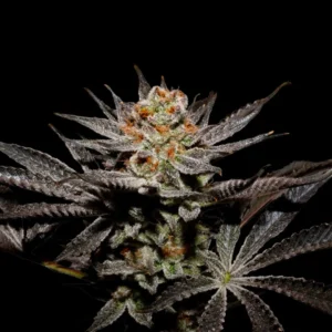 Fuji x Fruity Pebbles OG – Foto.Feminizada – Pack com 3+1 Unidades – Secret File