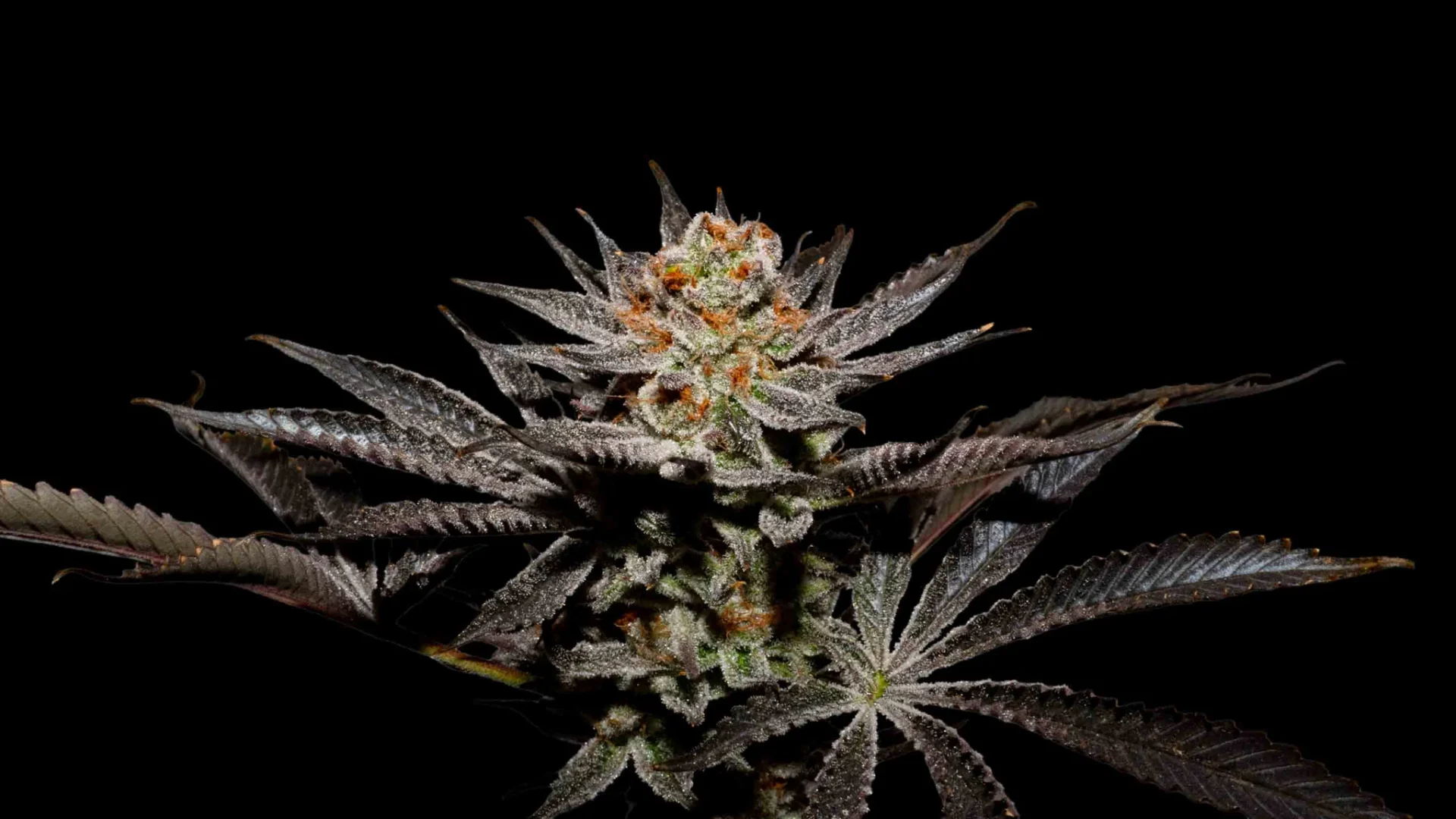 Fuji x Fruity Pebbles OG – Foto.Feminizada – Pack com 3+1 Unidades – Secret File